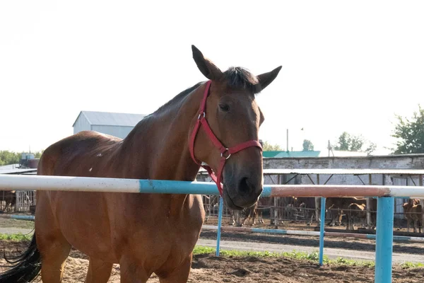 Braunes Pferd auf einem Bauernhof im Hintergrund der Ställe im Maulkorb — Stockfoto