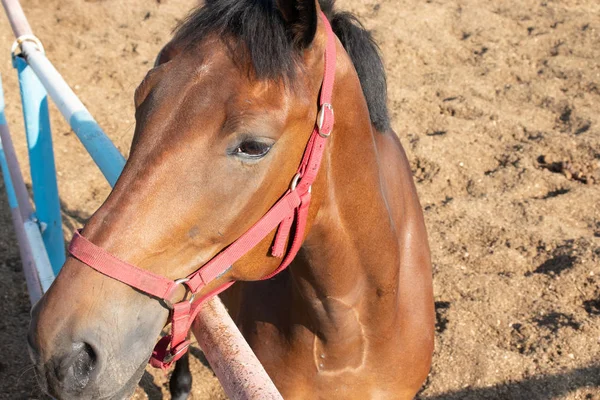 Schönes braunes Pferd in der Sonne sieht links Nahsicht von oben — Stockfoto