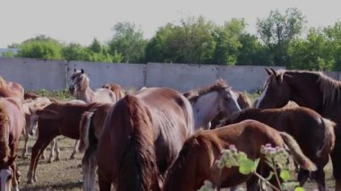 çiftlikte atların büyük bir ağıl, sakin aygır yiyecek ve dinlenme aramaya gitmek