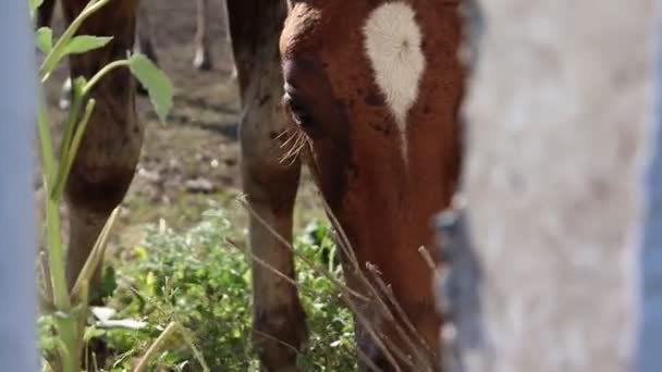 Καφέ Άλογο Τρώει Γρασίδι Κοντινό Πλάνο Δυναμική Βολή Από Φράχτη — Αρχείο Βίντεο