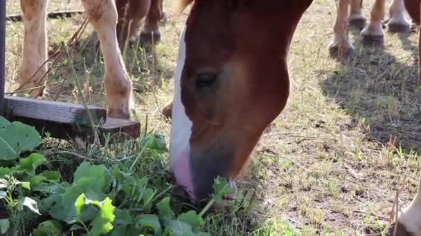 Bliska Ogier Jedzą Trawę Polu Obok Innych Koni Ranczo — Wideo stockowe