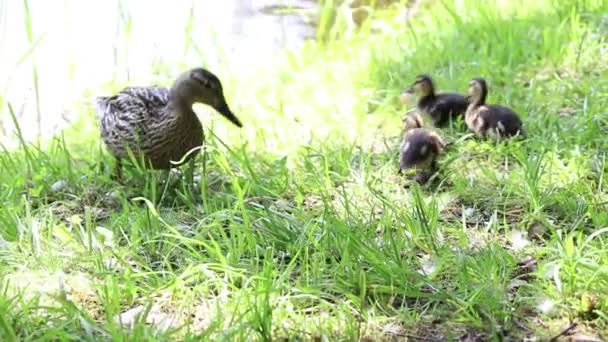 Pato Com Patinhos Caminha Lentamente Procura Comida Grama Lado Água — Vídeo de Stock