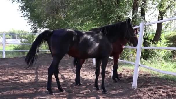 le cheval sombre se tient sur le côté, puis marche lentement vers la caméra du ranch 
