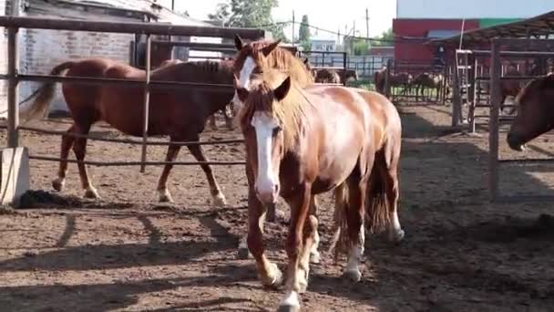 Twee Bruine Paarden Met Witte Gezichten Lopen Langzaam Door Ranch — Stockvideo