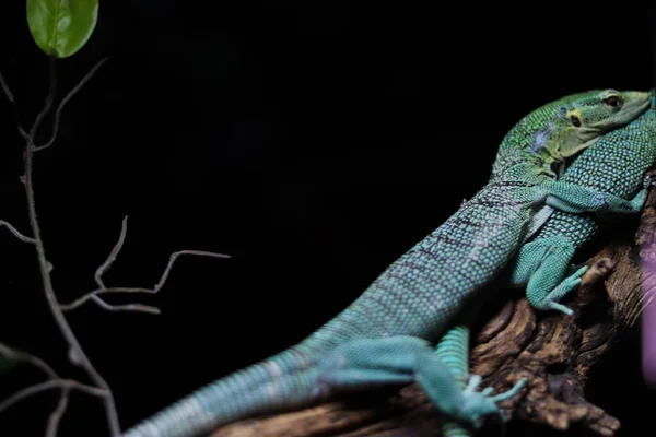 Lizard with emerald blue skin hugs the second from behind on a tree branch. Wildlife Features. Lizards on a black background close up side view. Tropical flora and fauna.