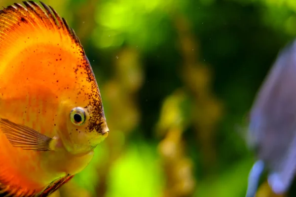 Brilhante laranja redondo peixe vista lateral no oceano. Desfocado fundo colorido do mundo subaquático. Flora e fauna do oceano. Espaço livre para inserir conteúdo. Modelo com lugar vazio . — Fotografia de Stock