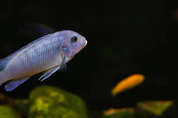 Голубая блестящая рыба всплывает в океане. Черный размытый фон. Плавает вместе с другими рыбами при ярком свете и остром фокусе. Свободное место для текста и контента . — стоковое фото