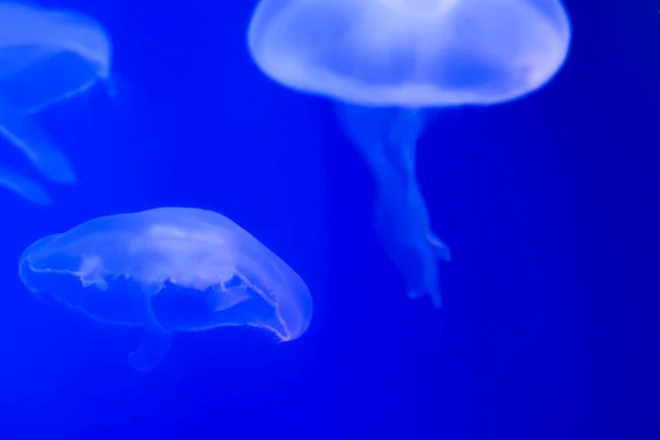 Verschillende blauwe kwallen in de oceaan op een lichtblauwe achtergrond van water. Onderwater leven. Textuur en achtergrond van de oceaan. Toerisme en duiken onder water. Leven in de oceaan. — Stockfoto