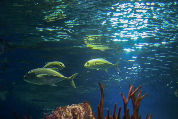 Große Fische unter Wasser, gefilmt von unten. Die Sonnenstrahlen werden im Wasser gebrochen und erhellen das Wasser. Unterwasserwelt Flora und Fauna des Ozeans. Tourismus und Tauchen, Vorlage für Inhalte. — Stockfoto