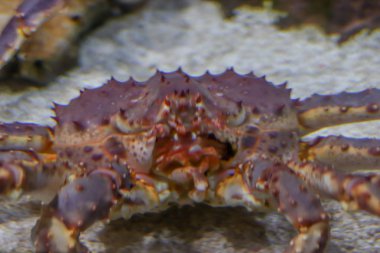 Kocaman bir yengecin yüzü. Okyanusun dibindeki bir yengeç doğrudan kameraya bakar. Dalış ve alışılmadık turizm, tropikal iklim.