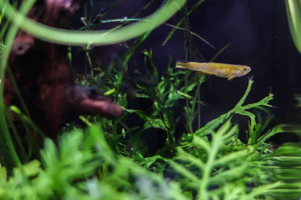 Ein Kleiner Orangefarbener Länglicher Fisch Schwimmt Ozean Zwischen Meerespflanzen Unterwasserflora — Stockfoto