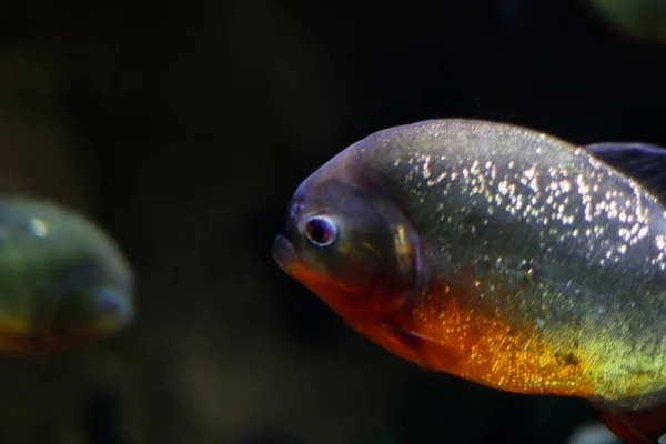 Pesce Con Bokeh Brilla Sott Acqua Nell Oceano Tra Gli — Foto Stock