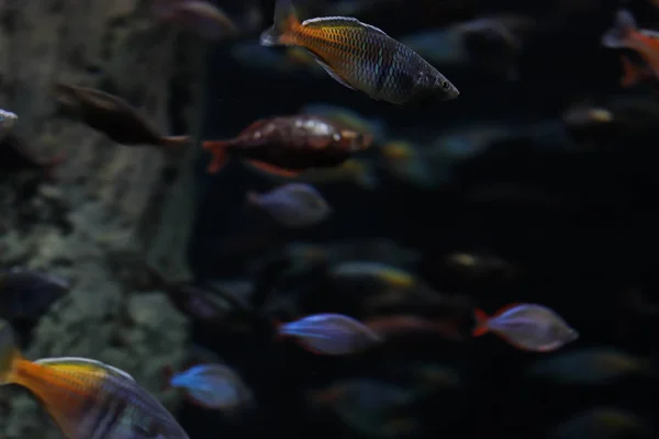 Schwimmt Ein Schwarm Fische Kreis Die Welt Der Ozeane Flora — Stockfoto