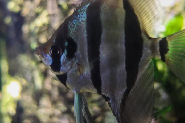 Black and white striped triangular close-up fish in the ocean. Side view of a fish swimming towards. Bokeh fish with blurry bright background.