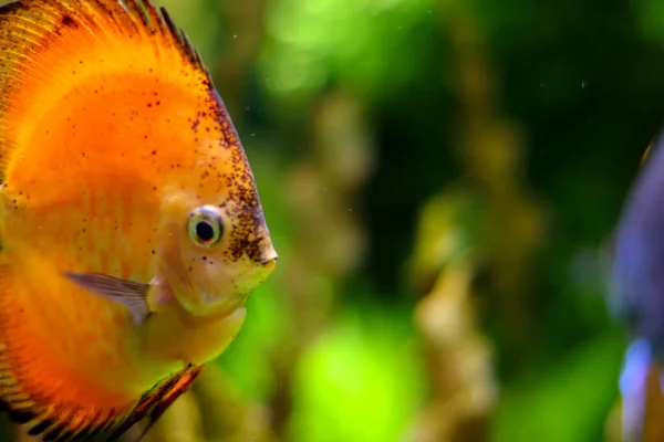 Bright orange round fish side view in the ocean. Blurred colorful background of the underwater world. Flora and fauna of the ocean. Free space to insert content. Template with empty place.
