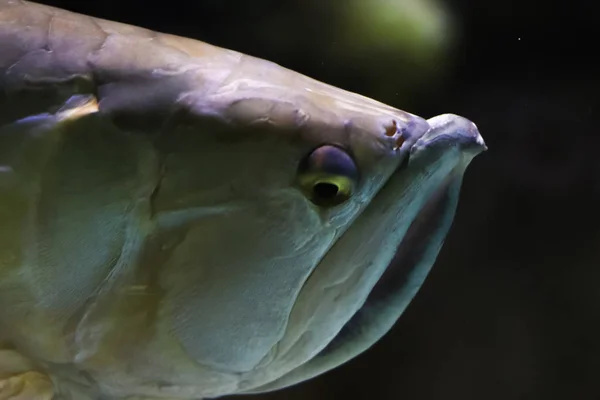 Retrato Perto Cabeça Estranho Peixe Oceânico Cara Peixe Foco Fundo — Fotografia de Stock