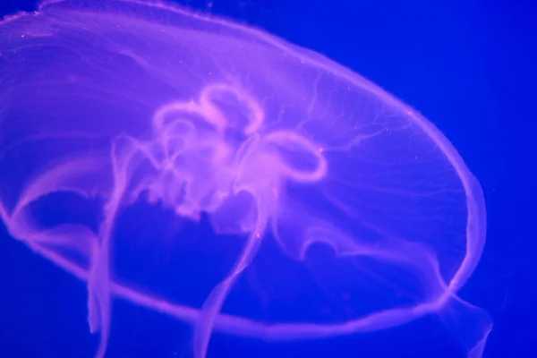 Grote Transparante Kwallen Close Een Helderblauwe Achtergrond Oceaanleven Duiken Toerisme — Stockfoto