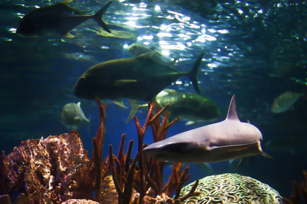 Der Kleine Hai Schwimmt Auf Dem Meeresgrund Zwischen Anderen Fischen — Stockfoto