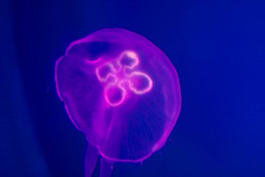 Koyu mavi arka planda şeffaf ay denizanası. Mor ışıklandırma, deniz ve okyanus yaşamı hakkındaki metinler için kopyalama alanı