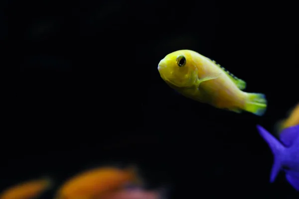 Single yellow fish with shadow swimming side ways on dark background of ocean. Free copy space around fish