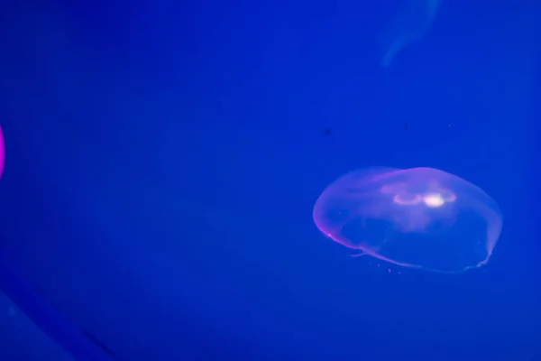 Blue lightened jellyfish in ocean on a light and bright background of water. Underwater life. Texture and background of the ocean. Tourism and underwater diving. Copy space — Stockfoto