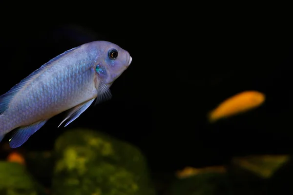 Azul brilhante vista lateral do peixe. Bokeh com borrão. O peixe está nadando caminhos laterais em um fundo preto. Flora e fauna oceânicas — Fotografia de Stock