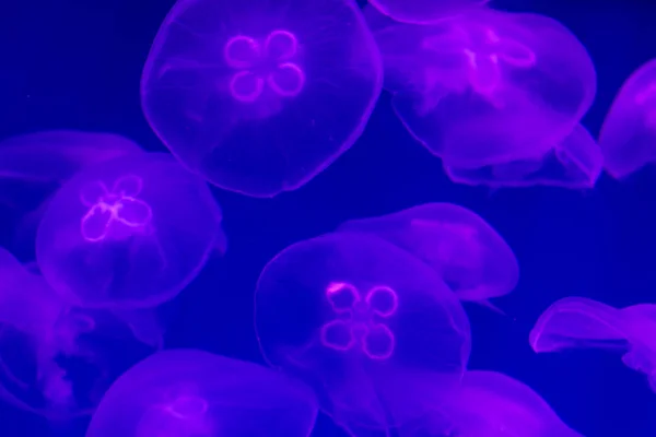 Nagy számú átlátszó medúza kék vagy lila háttéren az óceánban. Átlátszó medúza a sötétkék háttérvilágításban. Háttérmásolási hely a szöveghez — Stock Fotó