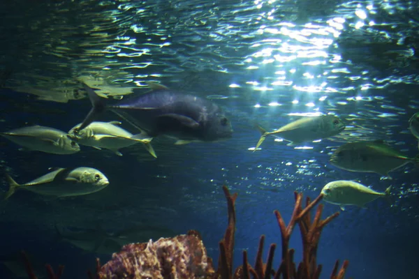 Gruppe grauer und grüner Fische unter Wasser, von unten geschossen. Sonnenstrahlen werden im Wasser gebrochen und erhellen das Wasser. Unterwasserflora und -fauna des Ozeans. Freier Kopierplatz für Text im Hintergrund — Stockfoto