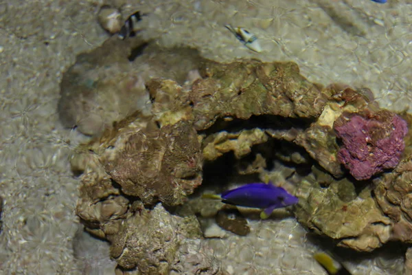 Underground cave for fish. Background copy space for text on the themes of tourism, diving and travel. Oceanic bottom