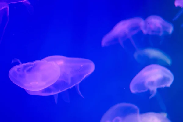 Verschillende kwallen in blauwe of paarse achtergrondverlichting in het aquarium. Transparante kwallen op een blauwe achtergrond. Gratis kopieerruimte — Stockfoto