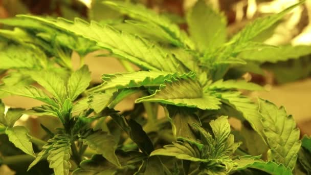 Marijuana medicinal Cannabis crescente conceito interno. Folhas de cânhamo acenando no vento . — Vídeo de Stock