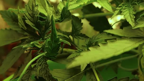 Conceito de cultivo de cânhamo. Cuidados de saúde e legalizar. Consumo de cannabis . — Vídeo de Stock