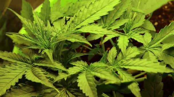 Top tampilan menutup daun ganja. Tanaman Cannabis tumbuh di dalam ruangan, vegetasi gulma. — Stok Video