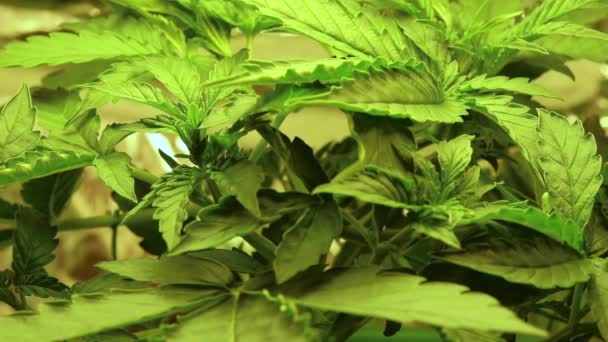 Produção de ervas daninhas para fitoterapia, óleo de cbd. Planta Cannabis. Crescimento orgânico . — Vídeo de Stock