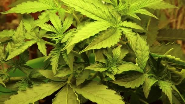 Planta de Cannabis Médica Crescendo Interior Em Iluminação Artificial. Fechar . — Vídeo de Stock