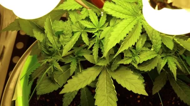 Cultivo interno de maconha. Vista superior das folhas de cannabis. Crescimento orgânico . — Vídeo de Stock