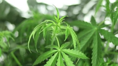 Kenevir Sativa Fabrikası yakın plan sallanıyor. Esrarlı bulanık arka plan. THC Prodüksiyon. Kenevir yetiştirme.
