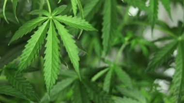 Büyük bir marihuana yaprağı. Arka planı bulanık ve kenevir bitkileriyle yakın plan. Tıbbi kullanım için organik ot yetiştirme.