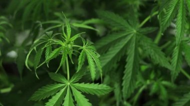 Çiçekli Marihuana Fabrikası Yakın plan çekimi. Hava sallayan ot yaprakları. Tıbbi ve eğlence amaçlı kullanım için organik ot yetiştirme. Kenevir Görüntüsü.