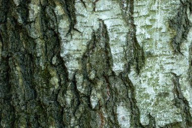 Ahşap doku arka planı. Ağaç kabuğu kopyalama arkaplanı. Makro fotoğraf