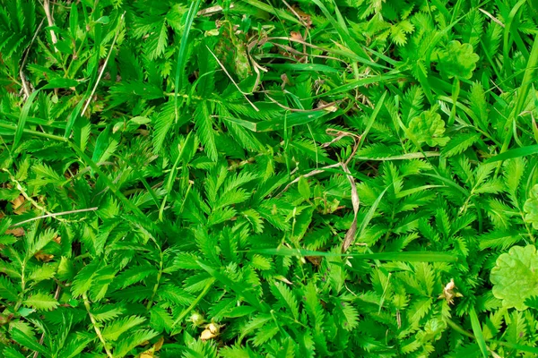 Groen Gras Achtergrond Bovenaanzicht Achtergrondontwerp Kopieerruimte — Stockfoto