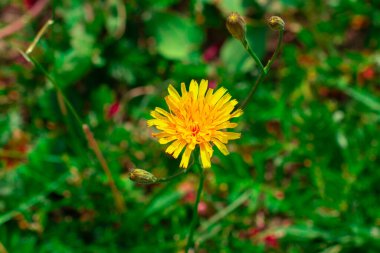 Yeşil arkaplan üzerindeki sarı çiçek kopyalama alanı