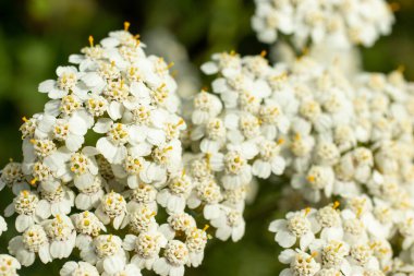 Beyaz, parlak, yaz çiçeği yakın çekim makrosu. Bulanık arkaplan ve kopyalama alanı