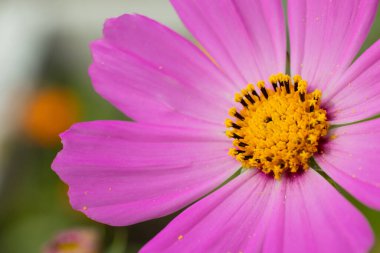 Sarı ve mor pembe renkli Macro çiçeği fotoğrafı, kopyalama alanı. Kapat.