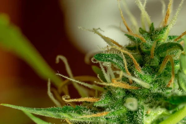 Marihuana brote macro foto, tricomas de cannabis, planta sativa. Médico y recreativo thc y cbd — Foto de Stock