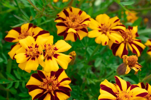 Amarelo flores de abelha preta macro tiro de perto. Natureza fundo com espaço de cópia — Fotografia de Stock