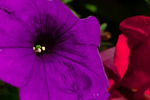 Flor violeta púrpura macro foto. Cerrar y copiar espacio — Foto de Stock