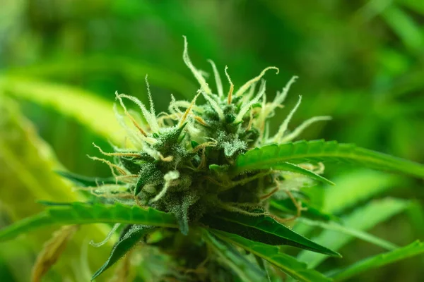 Planta Cannabis Bud Con Hoja Foto Macro Marihuana Fondo Borroso — Foto de Stock