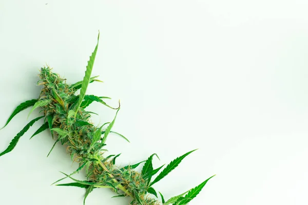 Cannabis Φυτό Επίπεδη Θέσει Λευκό Φόντο Αντίγραφο Χώρο Βιολογικά Ζιζανιοκτόνα — Φωτογραφία Αρχείου
