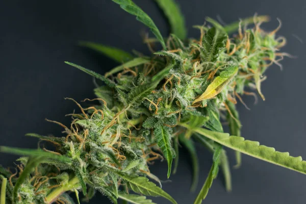 Primer Plano Del Brote Planta Cannabis Marihuana Con Tricomas Sobre — Foto de Stock